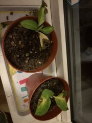 Can you tell me what is wrong with my hydrangea cuttings? Pics!
