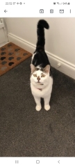 To ask me to show me your cat
