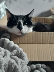 Black and white cats. (pics please!)