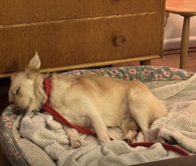 The Nigel Slater Christmas Chronicles Readalong 2024 Part 3