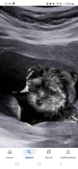 Your dog is not your babies 'brother'