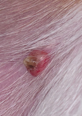 PICS ATTACHED: Just found this on my dog’s stomach