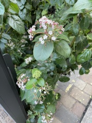 Help identify plants (pics)