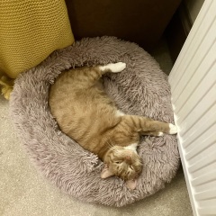 Anyone rehomed from Cats Protection?