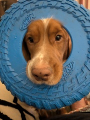 Adolescent Dog Survival Thread - Bark the Herald, furry angels sing!