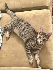 Rescue cats, show me yours!