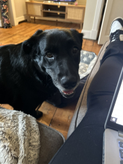 Finding ‘jobs’ for collie in prep for new baby