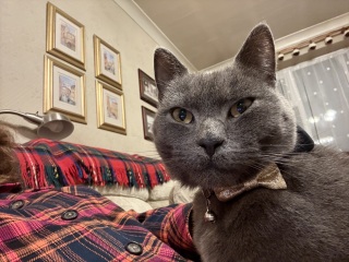 Ring Out, Wild Bells! As 2025 approaches, the Excellent Cats raise their game with a discussion on Tennyson's poetry