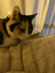 Anyone got a tortie?