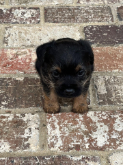Border terriers