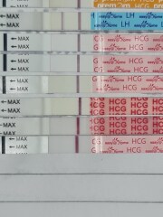 13dpo and not sure if pregnant