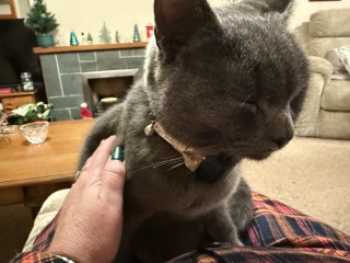 Ring Out, Wild Bells! As 2025 approaches, the Excellent Cats raise their game with a discussion on Tennyson's poetry