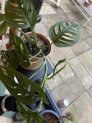Monstera Adansonii help!