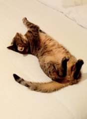 Lap dances, strippers and punch-ups - the Excellent Cats arrange a stag party