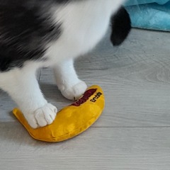 Tried to take a pic of my cats