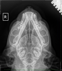 Cat teeth problem