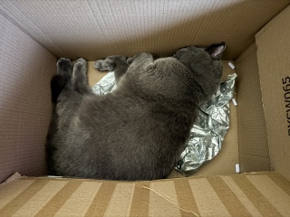 Show me your best kitten toys please!