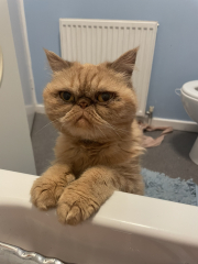 To ask me to show me your cat