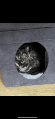 Anyone got a tortie?