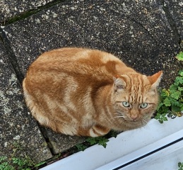 Ring Out, Wild Bells! As 2025 approaches, the Excellent Cats raise their game with a discussion on Tennyson's poetry