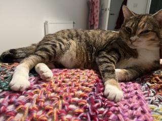 Ring Out, Wild Bells! As 2025 approaches, the Excellent Cats raise their game with a discussion on Tennyson's poetry