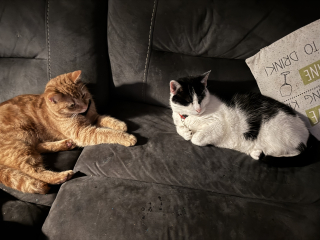 Ring Out, Wild Bells! As 2025 approaches, the Excellent Cats raise their game with a discussion on Tennyson's poetry