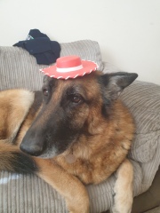Could you show me a pic of your German Shepherd?
