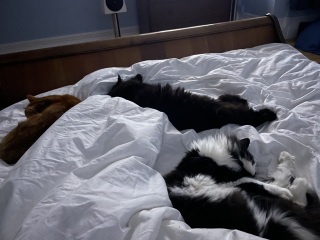 Lap dances, strippers and punch-ups - the Excellent Cats arrange a stag party