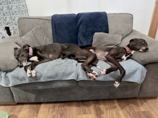 Nightmares about new dog
