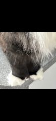 Does this cat look like it’s polydactyl?