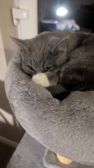 Could a male cat sense that my indoor female cat is in heat and just Tahoe up at my house/garden?