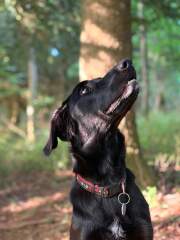 Finding ‘jobs’ for collie in prep for new baby