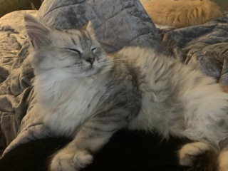 Torn between two cat names?