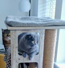 Ring Out, Wild Bells! As 2025 approaches, the Excellent Cats raise their game with a discussion on Tennyson's poetry