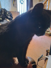 Maine coon cross cats