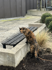 Anyone got a tortie?
