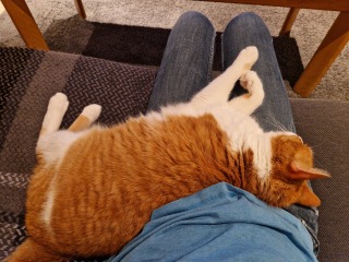 Ring Out, Wild Bells! As 2025 approaches, the Excellent Cats raise their game with a discussion on Tennyson's poetry