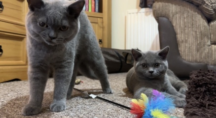 Tried to take a pic of my cats