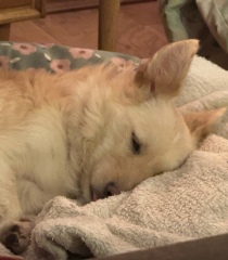 The Nigel Slater Christmas Chronicles Readalong 2024 Part 3