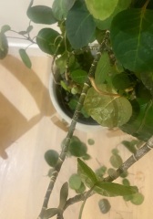 Can anyone save my plant?