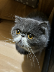 Which breed indoor cat please?