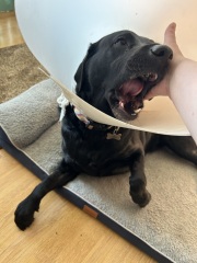 Hand hold please. Beloved Labrador hit by car and losing her leg
