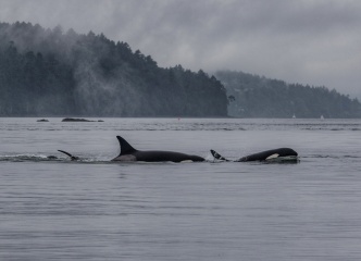 Whale watching help!!