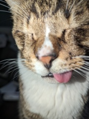 Rescue cats, show me yours!