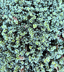 The Nigel Slater Christmas Chronicles Readalong 2024 Part 3