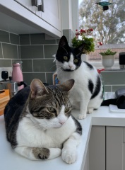 To ask me to show me your cat