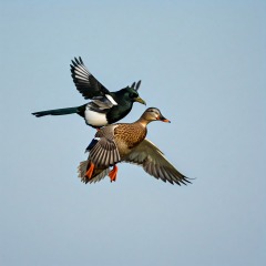 The Bluestocking: the one where AI finally learns what a blackbird is (we hope)