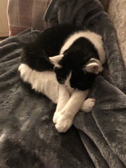 Black and white cats. (pics please!)