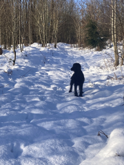 Are you walking your dogs in this weather?