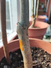 What's going on with my lemon tree??